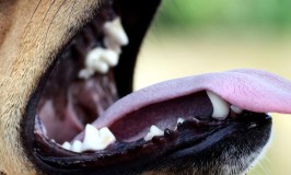 how do you look into a dog's mouth Archives | Dog Training Nation