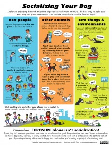 How to Train a Puppy