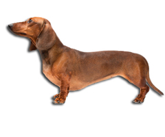 Dachshund | Dog Training Nation