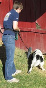 Potty Training on Leash