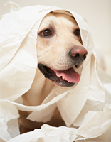 How to Potty Train a Puppy