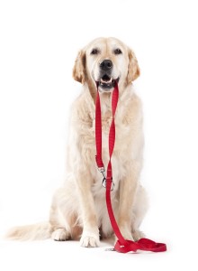 Service Dog Certification