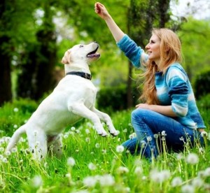 How to Stop a Dog From Jumping