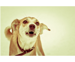 How to Stop Dog Barking