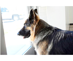 Separation Anxiety in Dogs