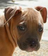 Training a Rescue Dog