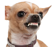 Training Aggressive Dogs