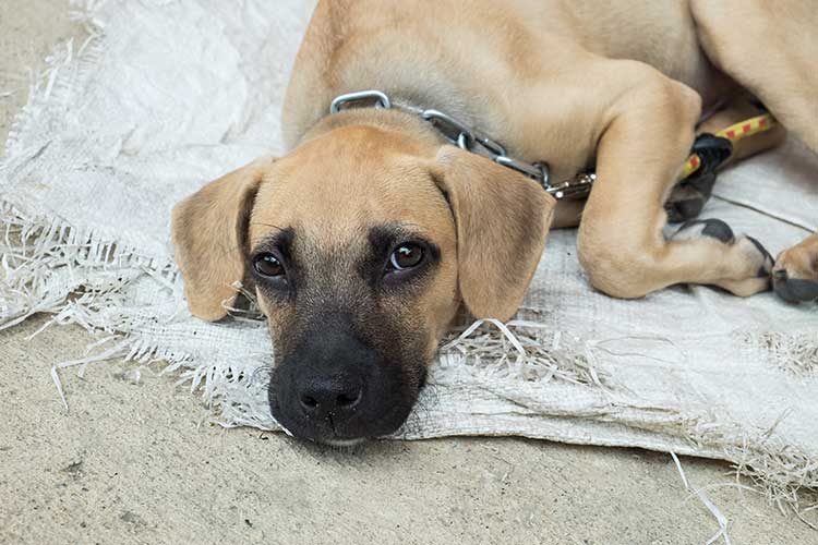 Dealing With Learned Helplessness In Dogs | Dog Training Nation