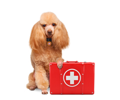 Pet First Aid Kit