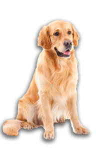 Golden Retriever Information