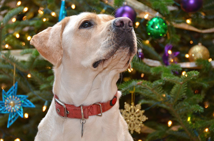 How To Puppy Proof Your Christmas Tree Dog Training Nation