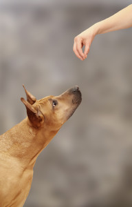 How to Train Your Dog