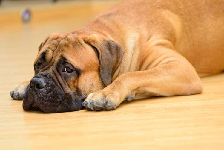 How To Cure Your Dog s Upset Stomach Dog Training Nation