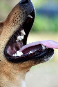 Teaching Your Dog to Open His Mouth
