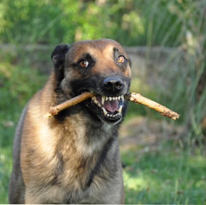 Dog Aggression Training