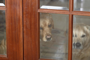 Redirected Aggression in Dogs