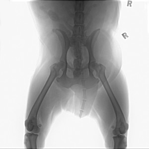 Cruciate Ligament in Dogs