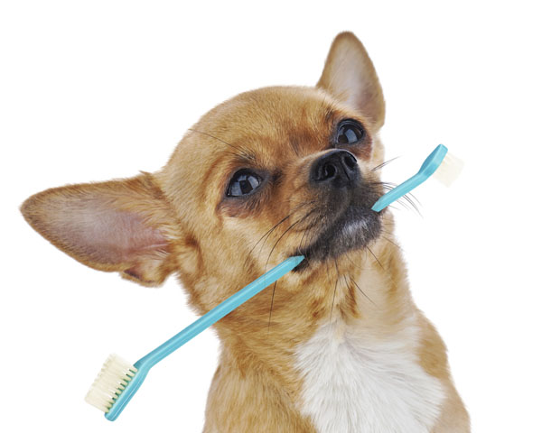 Dog Dental Care
