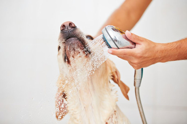 Dog Shampoo