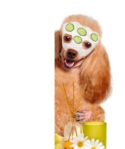 Aromatherapy Dog Shampoo