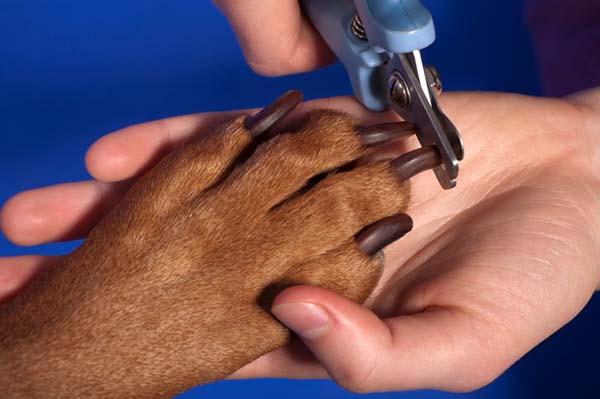 Trimming Dog Nails