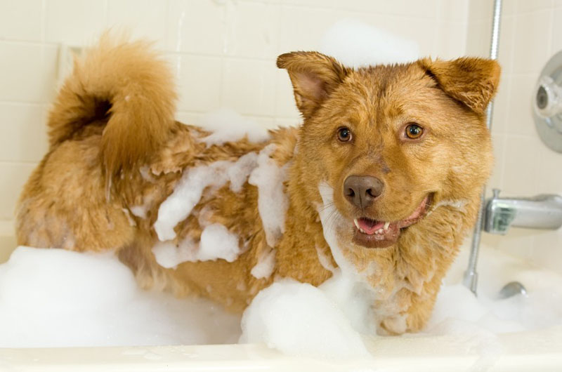 Dog Shampoo