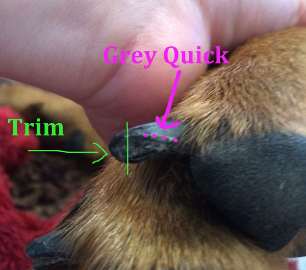 best way to clip dog nails