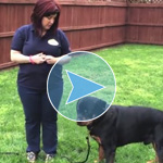 Teaching a Dog to Stay With You