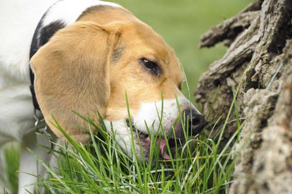 Dog Eating Grass