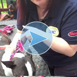 How to Fit a Martingale Dog Collar