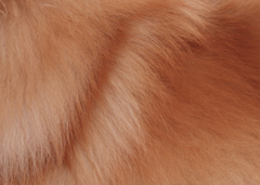 Dog Undercoat