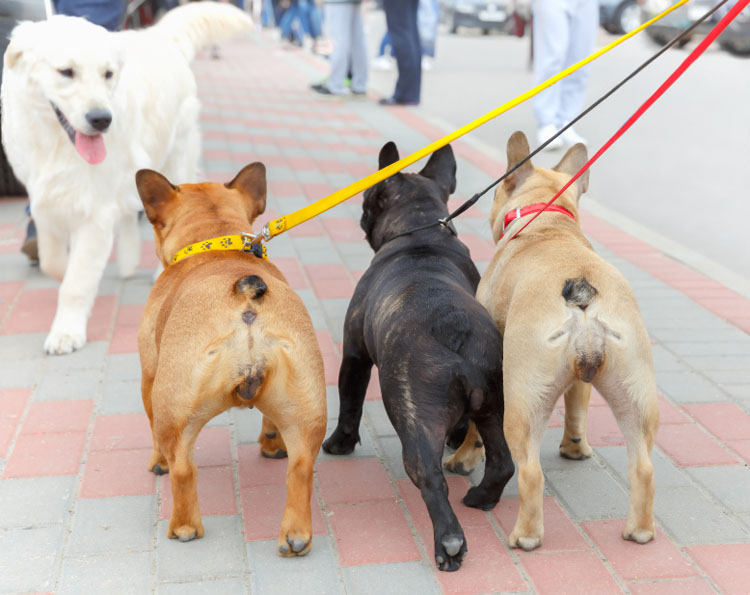 how many dogs can you walk at once