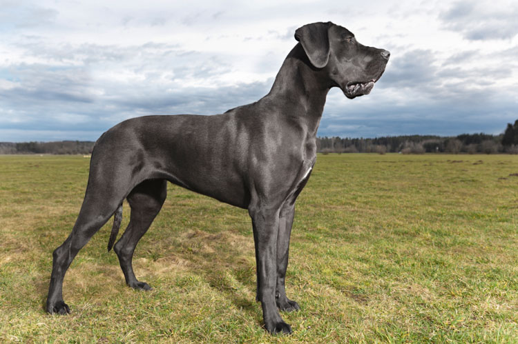 great dane bred for