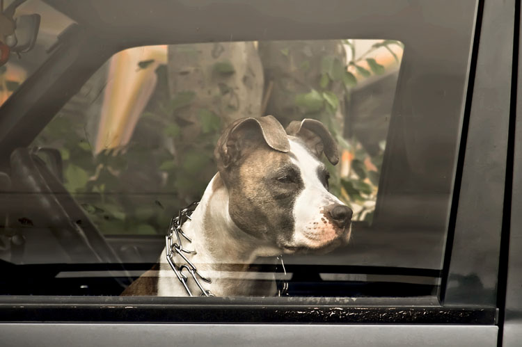 Dogs Die in Hot Cars
