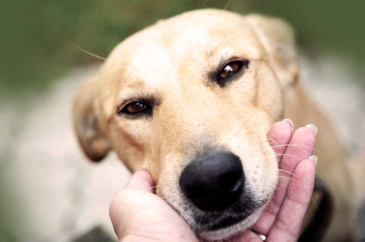 dog chin pillow