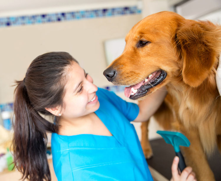 Force- Free Veterinary Visits