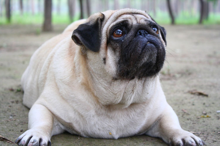 How to Help Your Dog Lose Weight