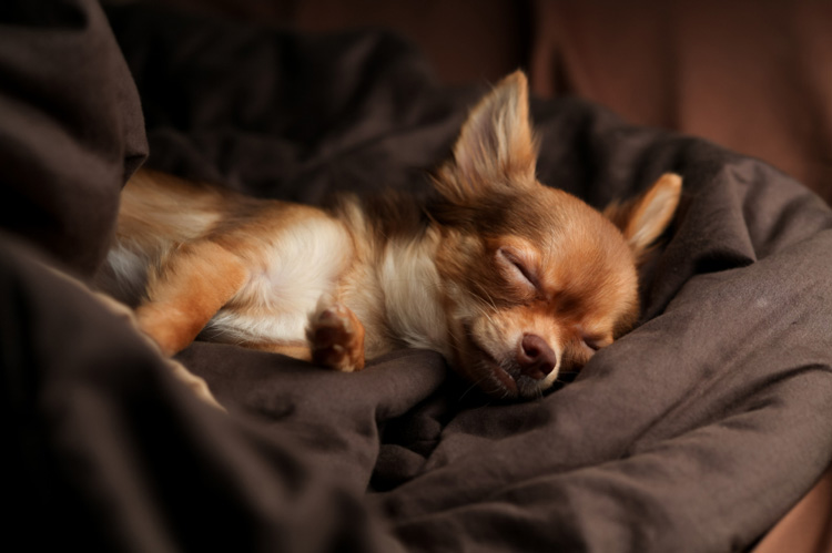 New Year's Eve Dog Safety Tips