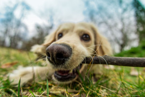 Is It OK for Dogs to Chew on Sticks? | Dog Training Nation