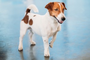 Why are Dogs Afraid of Shiny Floors? | Dog Training Nation