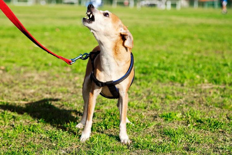 what causes sudden aggression in dogs