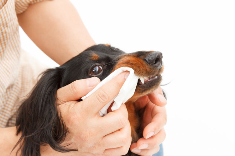 Dog Teeth Cleaning 3 Tips That Don t Involve Brushing