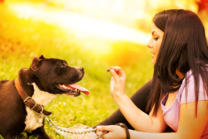 Pros and Cons of the Dog Chain Leash | Dog Training Nation