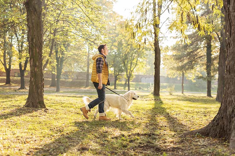 Reactivity and Aggression in Dogs