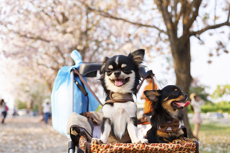 Treating Dogs Like Kids Archives Dog Training Nation