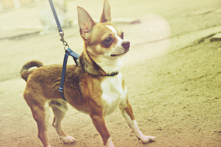 when should you leash train a puppy