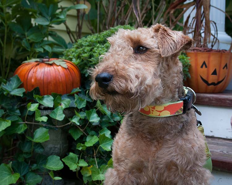 Halloween Pet Safety