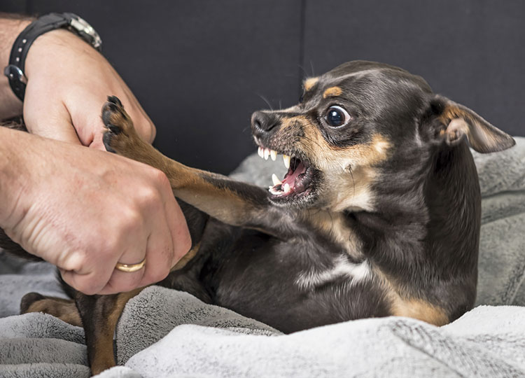 What to Do If Your Dog Hates the Vet 