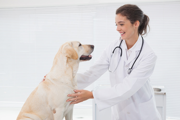 Chiropractor for Dogs With Aggression | Dog Training Nation