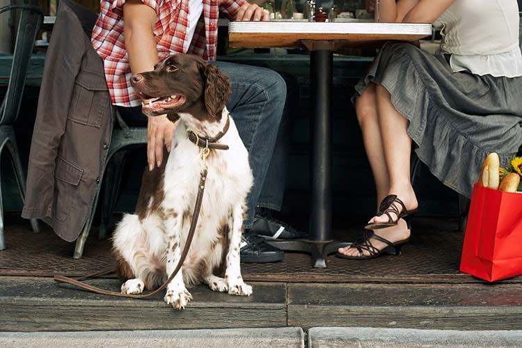 6-tips-for-dining-in-dog-friendly-restaurants-dog-training-nation